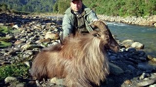 TAHR RED DEER FALLOW DEERampCHAMOIS HUNTING IN NEW ZEALAND MRARAS AKCALI [upl. by Vitus220]