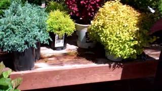 Shrubs for Small Spaces [upl. by Collins705]