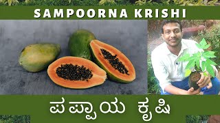 ಪಪ್ಪಾಯ ಕೃಷಿ  ಹೆಚ್ಚಿನ ಆದಾಯ  Papaya Farming  Sampoorna Krishi [upl. by Nodanrb]