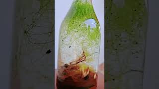 5 month update closed ecosystemwith Utricularia gibba plant ThasiTerrariumEcosystem [upl. by Ahsiekahs260]