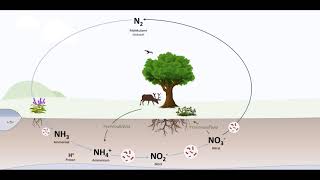 Der Stickstoffkreislauf [upl. by Nahtanhoj555]