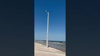 shorts Daytona Beach Board walk Florida A few days after Hurricane Milton [upl. by Cruce133]