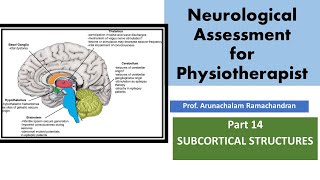 Part14  exploring Subcortical structures of BRAIN [upl. by Gney]