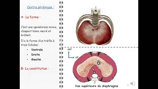 ANATOMIE FMPM DIAPHRAGME [upl. by Lenoyl]