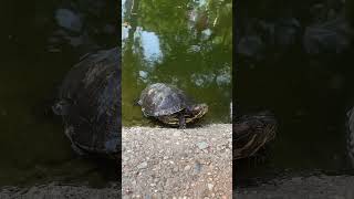 Caltech turtles 🐢🐢🐢🐢🐢caltech caltechturtle [upl. by Nileuqay]