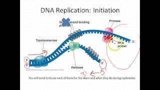 AP Biology DNA Replication [upl. by Upton]