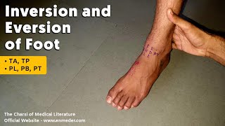 Inversion and Eversion of Foot  Lower Limb Anatomy tcml [upl. by Noived]