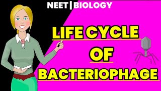 life cycle of bacteriophage lytic cycle  lysogenic cycle  Educational info [upl. by Aubin]