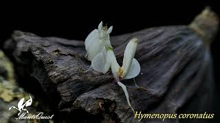 Hymenopus coronatus L5 [upl. by Dnarb]