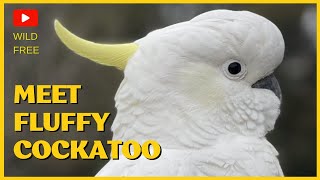 Cockatoo close up Meet Fluffy the Most Famous Local Australian Sulphur Crested COCKATOO [upl. by Zacarias]