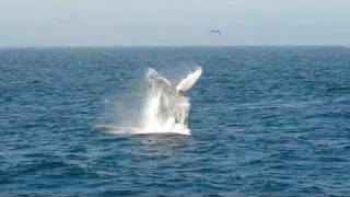 Big Blue Whales and Breaching Humpbacks Blue Ocean Whale Watching Monterey Bay [upl. by Ttesil43]