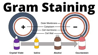 Gram positive and gram negative bacteria Gram Staining procedure explained [upl. by Hertzog]