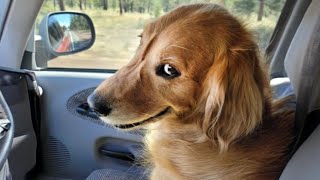 The world’s FUNNIEST DOGS 2024 are here 🤣🤣🐶 Funniest Animal Videos [upl. by Odrude]