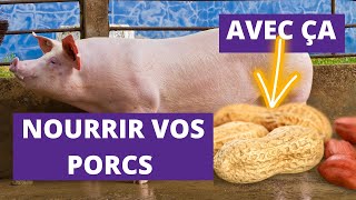 COMMENT NOURRIR ET SOIGNER LES PORCS AVEC LES ARACHIDES [upl. by Ainesej]