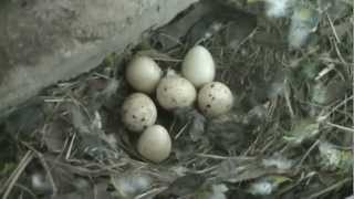 Californian quail hatching eggs [upl. by Fricke]