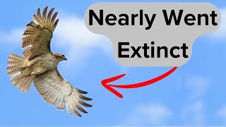 Learn About North Americas Most Common Hawk [upl. by Terchie]