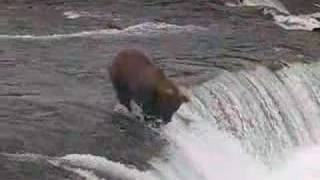 Orso che pesca il salmone Katmai National Park [upl. by Lener189]