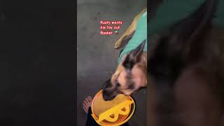 Rusty needs his toy from basket 🧺 comedyvideos funny rusty pets funnyshorts petspuppy [upl. by Angid488]