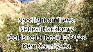 Spotlight on Trees Netleaf Hackberry Celtis reticulata 102124 Kern County Ca [upl. by Dloniger]