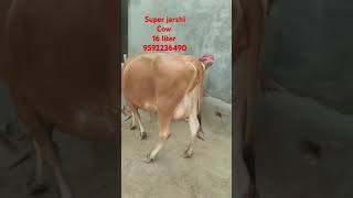 🤷☝️No dismas 🤔👌 Beutiful cow milk capacity 16 liter price 65000 [upl. by Farand]