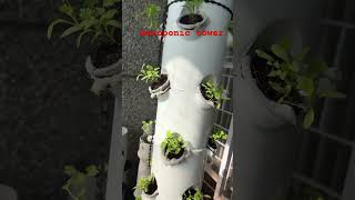 Hydrophonic tower—fresh sustainable produce grown with minimal water and no soil sustainableliving [upl. by Annasus780]