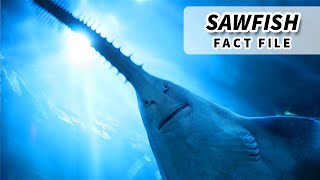 Sawfish Facts ENDANGERED FISH  Animal Fact Files [upl. by Aeslahc]