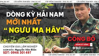 CÔNG BỐ DÒNG KỲ HẢI NAM MỚI NHẤT  NGƯU MA HÂY [upl. by Scholem103]