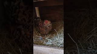 Getting pecked by an angry broody bantam hen while collecting eggs backyardchickens chicken [upl. by Marybella]