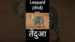 Leopard hindi meaning short leopard hindimeaning [upl. by Asital]