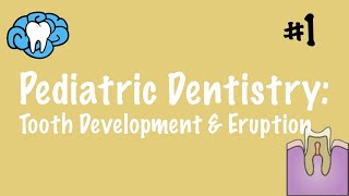 Pediatric Dentistry  Tooth Development and Eruption  INBDE ADAT [upl. by Avera631]