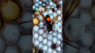 Foam layer covering wasp larvae cocoon shorts bee [upl. by Nehtanoj]