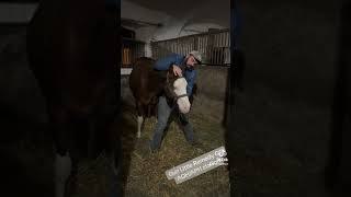 americanpainthorse americanquarterhorse horse trening [upl. by Kaplan]