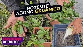 Poderoso Abono Orgánico para que explote de frutos tus cítricos [upl. by Brunell]