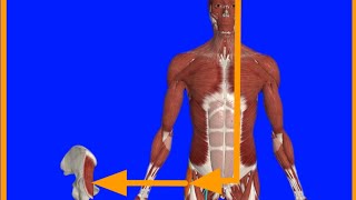 Tensor Faciae latae MuscleOriginInsertionActionBlood amp Nerve supplyAnatomical relation [upl. by Vil]