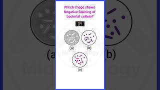 Quiz17  Bacterial culture staining microbiologystainingmicrobiologymcq bacteriologyshorts [upl. by Standice845]