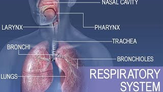 Anatomy and physiology of Respiratory system [upl. by Aleciram307]