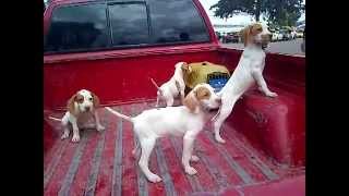 Pointer inglés  Perros de caza  Cachorros de excelente estructura  Venta 015584885050 [upl. by Ivgnout]