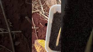 Skills bullet ants attacked giant bug for food shorts [upl. by Nylhsa]