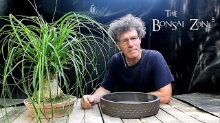 Repotting my Ponytail Palm Bonsai The Bonsai Zone June 2018 [upl. by Tarrsus476]