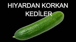 HIYARDAN KORKAN KEDİLER  KEDİ OYUNLARI [upl. by Ayoj]