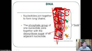 DNA Structure [upl. by Ahtnams402]