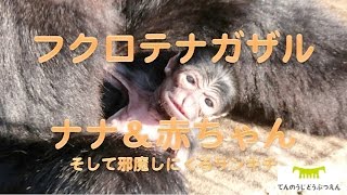 【天王寺動物園】フクロテナガザル ナナ＆赤ちゃん そして邪魔しにくるサンキチ [upl. by Aihtnyc]