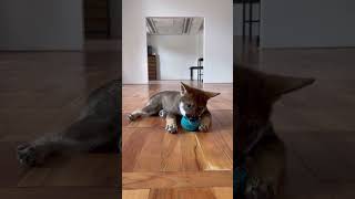 Life with a Shikoku puppy 🥰🤪 doglover puppy puppylove shikoku dog [upl. by Aes]