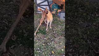 Vicious dog attacks stick dog puppy germanshepherd [upl. by Noffihc]