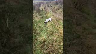 Springer Spaniel Puppy Hunting puppy gundogtraining [upl. by Jonah]