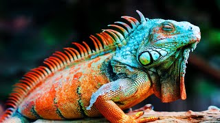 6 Most Beautiful Iguanas In The World [upl. by Dupre]