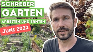 Garten Vlog 55 Schrebergarten im Juni  Gartenarbeiten amp Knoblauch  Heckenschnitt im Kleingarten [upl. by Stricklan]