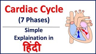 Cardiac Cycle 7 Phases Simple Explaination in Hindi  Bhushan Science [upl. by Lammaj286]