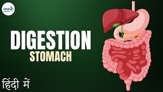 Digestive System  पांचन तंत्र   GI Tract  Organs of Digestive System  Oral Cavity  Oesophagus [upl. by Flodnar]