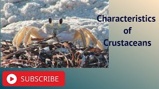 Characteristics of Crustaceans [upl. by Hartfield]